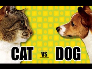 cats vs dogs cats vs dogs the eternal dispute who is better?