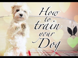 training | team zai ka | train dog