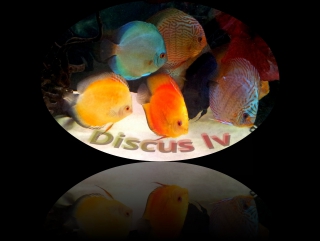 for discus lovers and not only. 840 l.