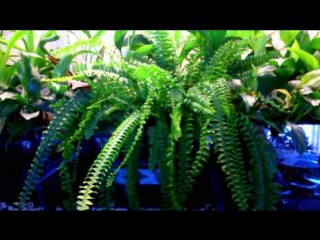 plants for phytofilter - 1 part. fern.