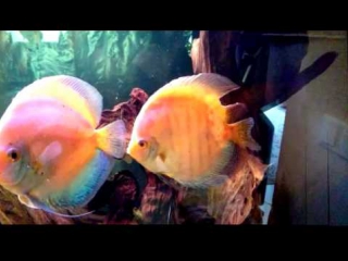 discus fin healing process.