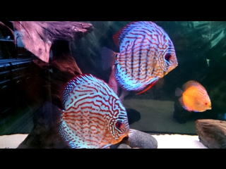 discus. 2 weeks after bacterial treatment.