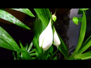 spathiphyllum blooming in the paludarium.