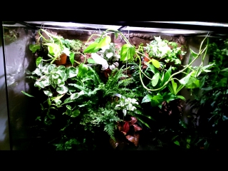 my paludarium (plants)