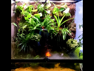 paludarium - part 3. decor.