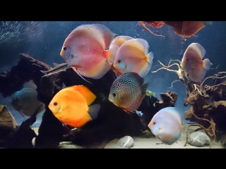 discus aquarium. 840 l.