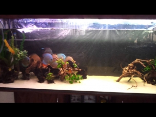 caring for quartz sand in an aquarium. 840 l.