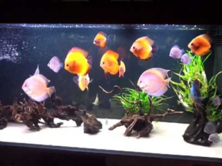 discus cubs are 3 months old, moved to a common tank of 840 liters.