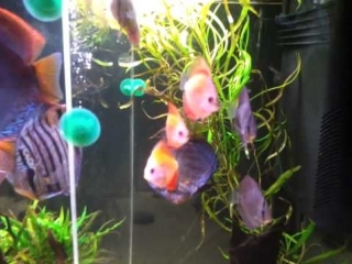 discus and discus