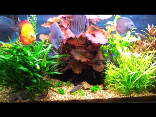 discus 320 l. june 2012 after weeding.