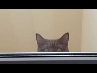 cake parody ^ ^ epic cat hiding on the balcony